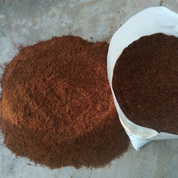 Coco Pithmanure